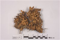 藏品(島衣屬)的圖片